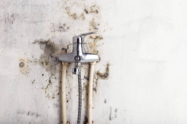 Best Toxic Mold Removal  in New Prague, MN