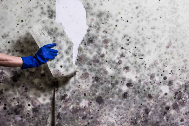 Best Commercial Mold Removal  in New Prague, MN